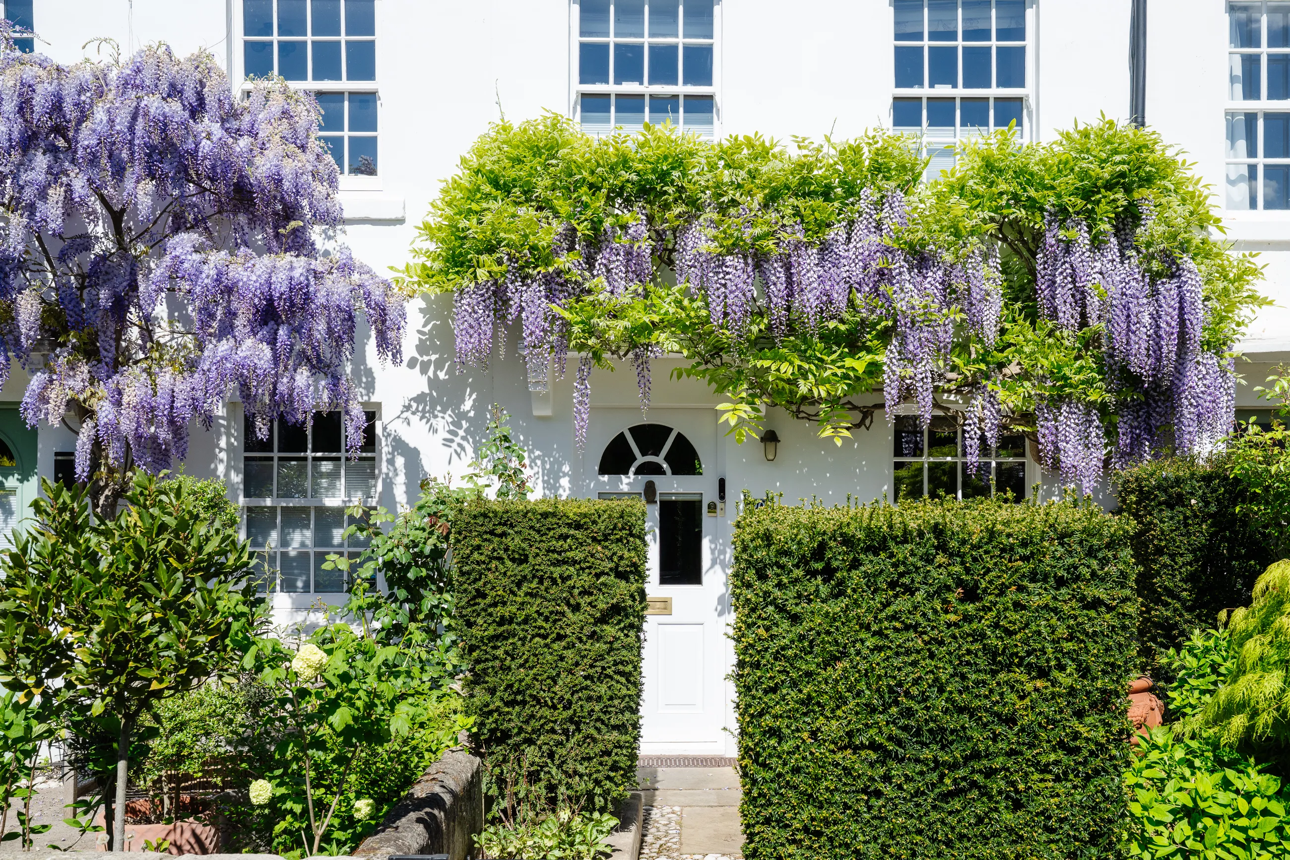 Wisteria on English House